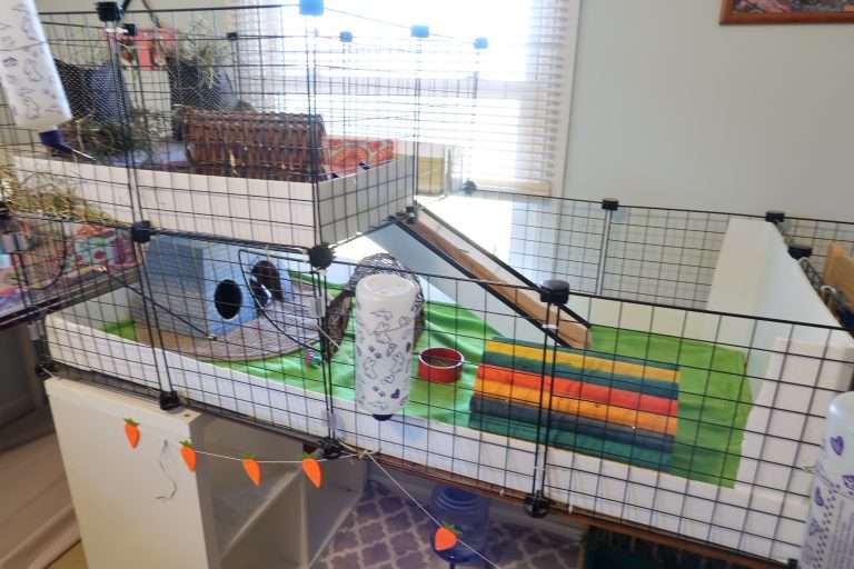 How to Set Up a Guinea Pig Cage with Fleece