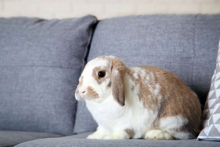 What Do Rabbits ACTUALLY Need? (+printable list!)