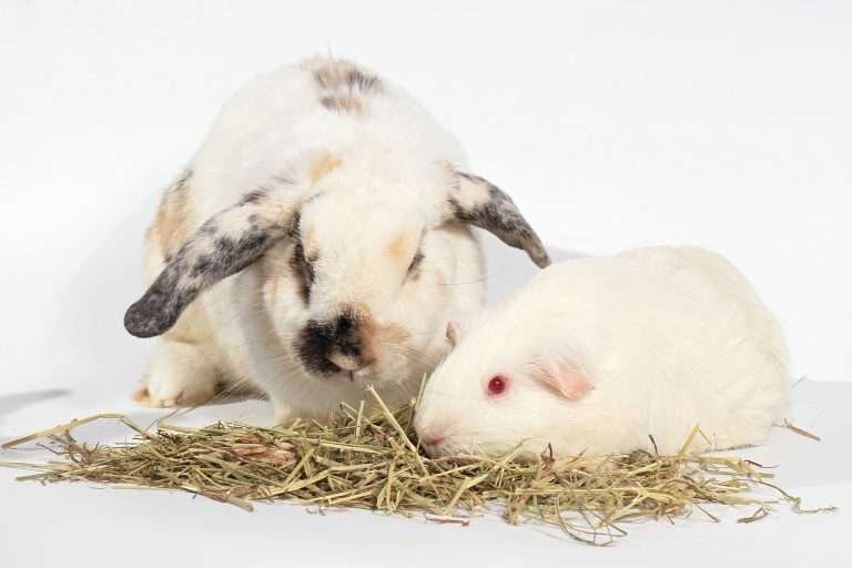 Rabbits vs Guinea Pigs: Which is right for you?