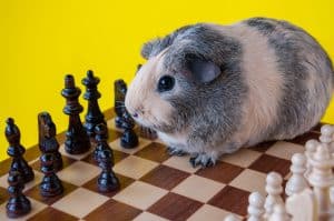 What Toys Do Guinea Pigs Like? (What They Really Want!)