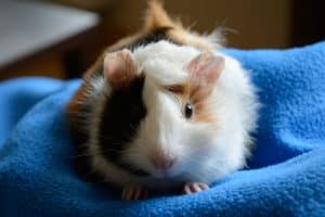 How to Wash Guinea Pig Fleece (The Complete Guide!)