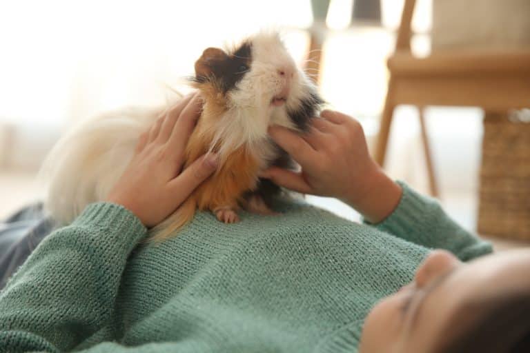 My 2023 Guinea Pig Care Binder (You Need This!)