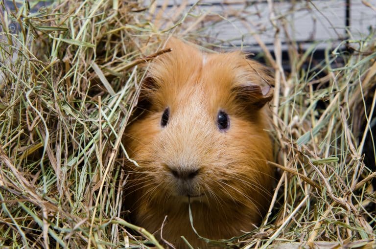 The BEST Hay Racks for Guinea Pigs