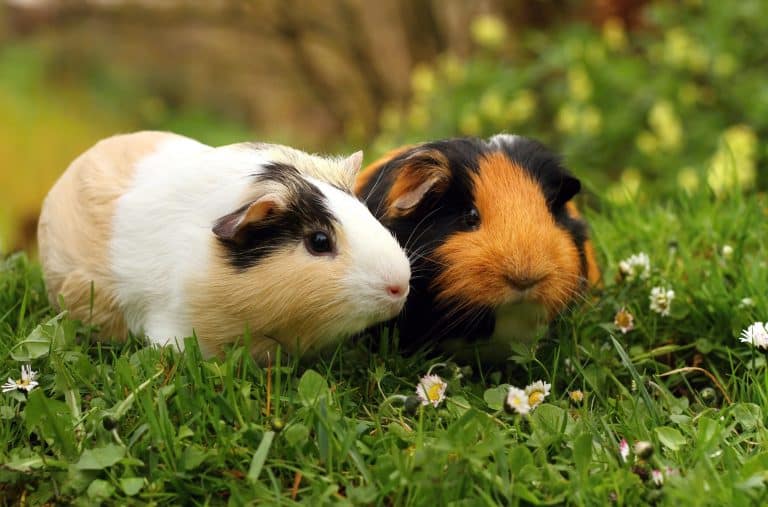 How to Tell if a Guinea Pig is Male or Female