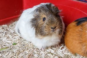 7 Easy Tips To Get Rid of Guinea Pig Urine Smell