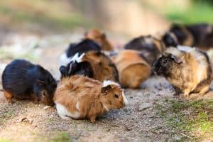 Guinea Pig Poop 101: A Complete Guide to Healthy Poo!