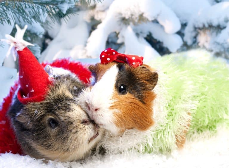 Can Guinea Pigs Wear Clothes? (Are Costumes Safe?)